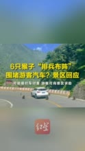 四川一景区6只猴子摆阵围堵小轿车？ 景区：第一次遇到，可能是拦车讨食