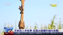 河南170多万亩芝麻进入丰收季 改良品种、改进机械实现大规模机械化收割