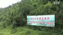 广东高要：肉桂香满山