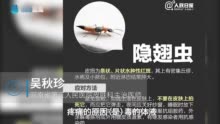 被隐翅虫咬伤该怎么办？赶紧看看这份“隐翅虫急救指南”