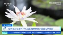 报告显示：全球77%未知植物物种已面临灭绝危险气候变化加剧植物生长环境丧失