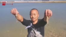 龙江人·奋斗者｜王玉杰：盐碱地里养出对虾 填补省内一项空白