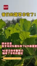 全力打好灾后恢复重建攻坚战｜饶阳县西支沃村补栽蔬菜收获见闻：210亩绿甘蓝上市啦！