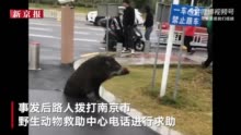 南京一市民驾车与野猪相撞被判全责 行车记录仪拍下相撞瞬间