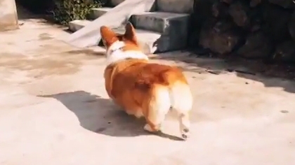 柯基犬的电动马达臀