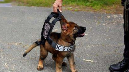 小警犬穿不贴身防弹背心萌到爆