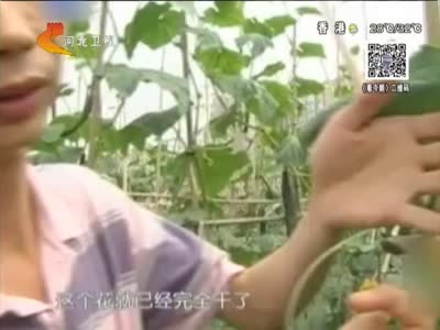 顶花带刺的黄瓜真的新鲜吗
