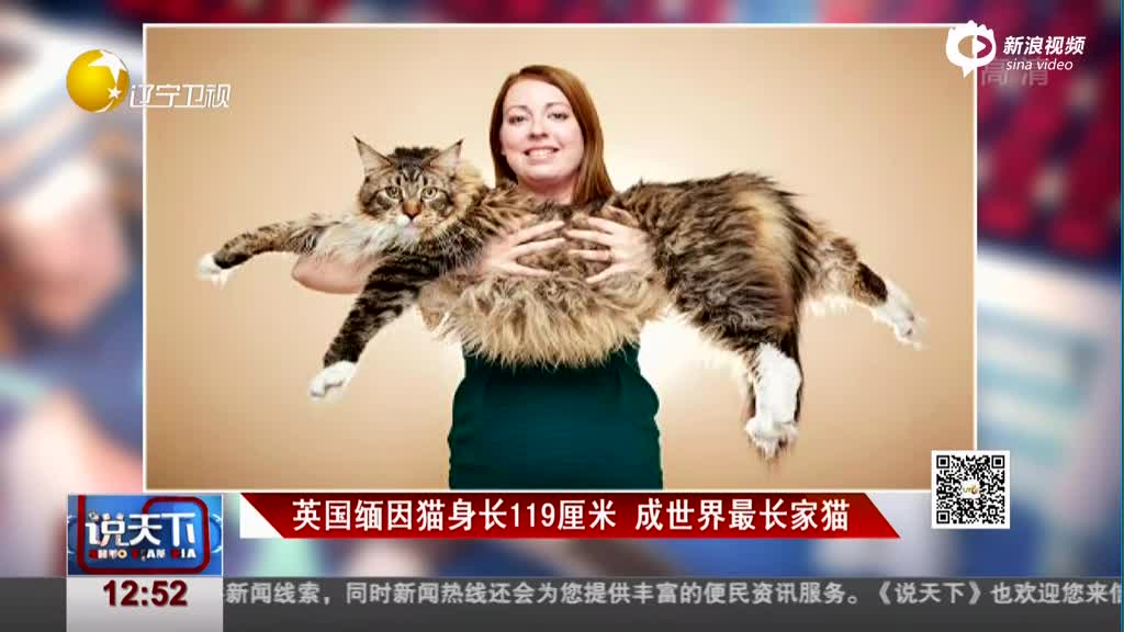 缅因猫身高图片