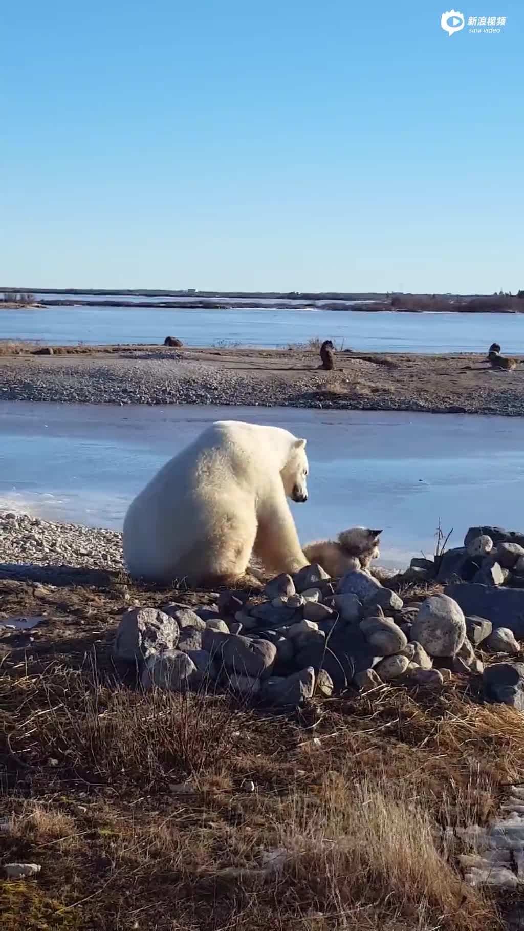 实拍北极熊向雪橇犬示好 上演“摸头杀”