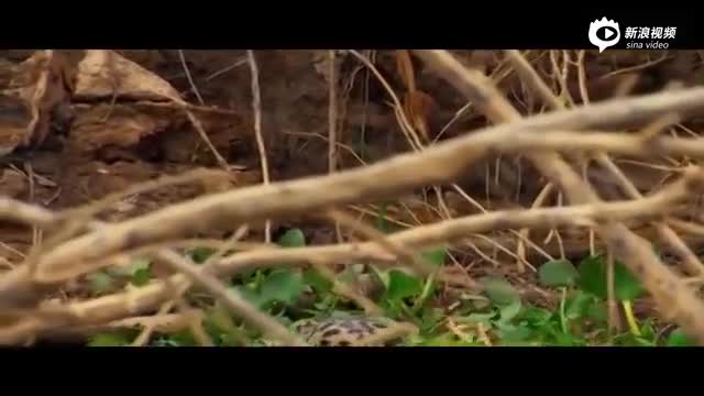 美洲豹伏击3米长鳄鱼：一口咬碎头骨