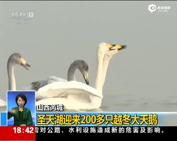 壮观:圣天湖迎来200多只越冬大天鹅 