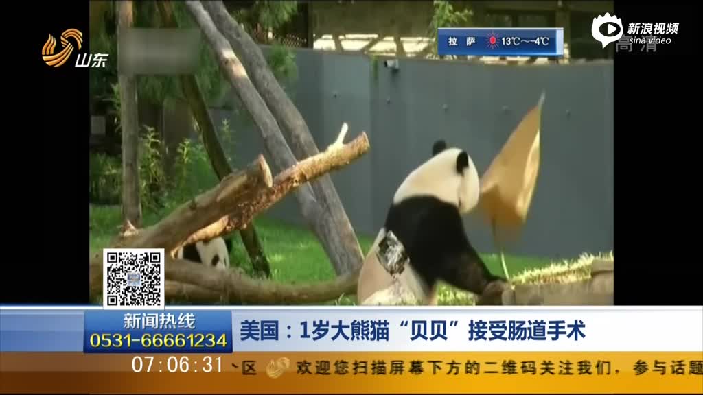 美国：1岁大熊猫“贝贝”接受肠道手术 