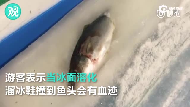 日本溜冰场购5000条鱼埋冰层 网友直呼太残忍