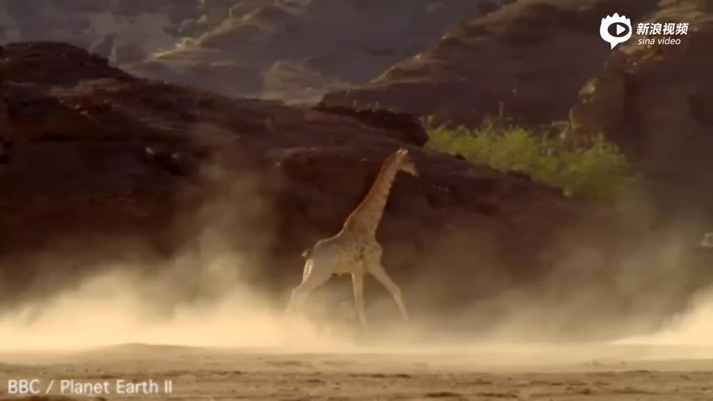 BBC纪录片展现狂野大自然 狮子被长颈鹿狂踩