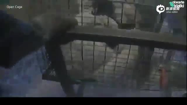 波兰水貂养殖场残忍行径:貂被剥皮前被殴打瘫痪 