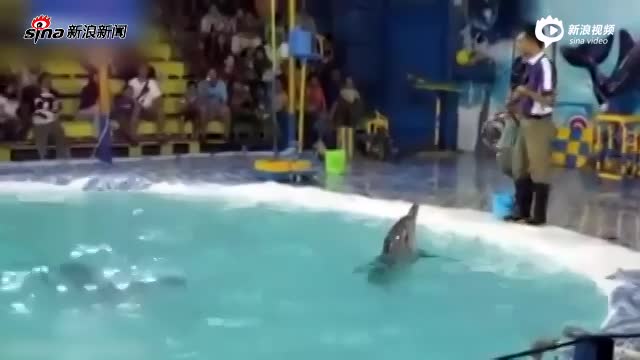 实拍印尼一马戏团野蛮行为：逼迫海豚跳火圈