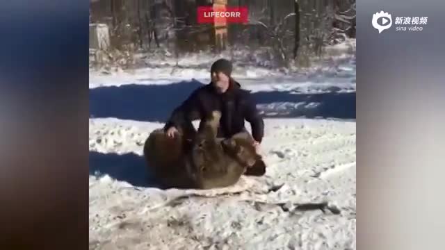 俄罗斯壮汉养熊当宠物 雪地里嬉戏抱摔