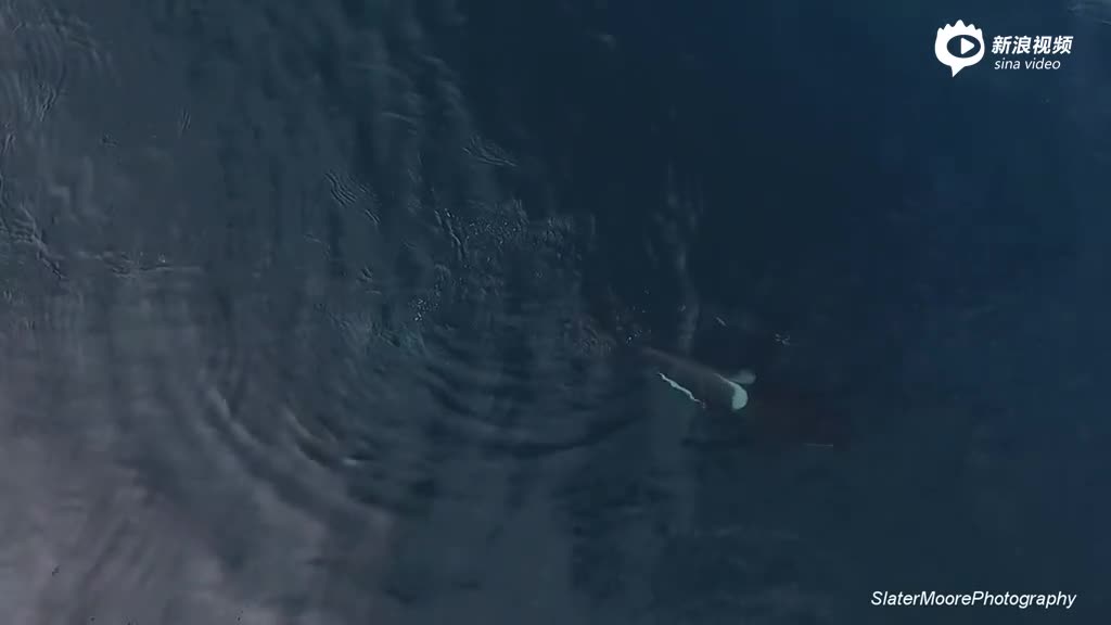 无人机拍摄虎鲸捕食场面：一口秒杀巨鲨