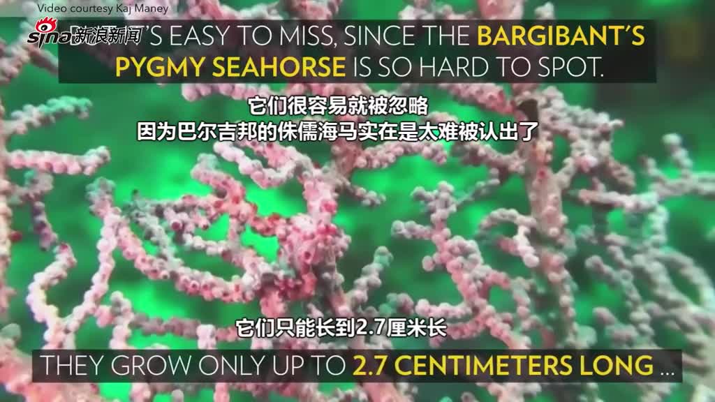 侏儒海马深谙伪装术：模拟成珊瑚难以被辨认