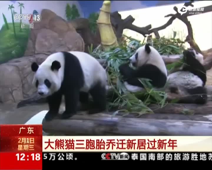 广东：大熊猫三胞胎乔迁新居过新年
