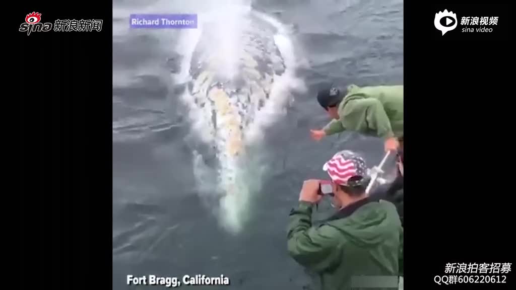 加州鲸鱼太调皮 头顶喷水逗游客