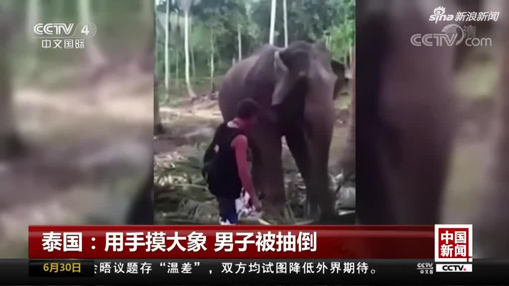 视频：游客用手摸大象 被一鼻子抽飞