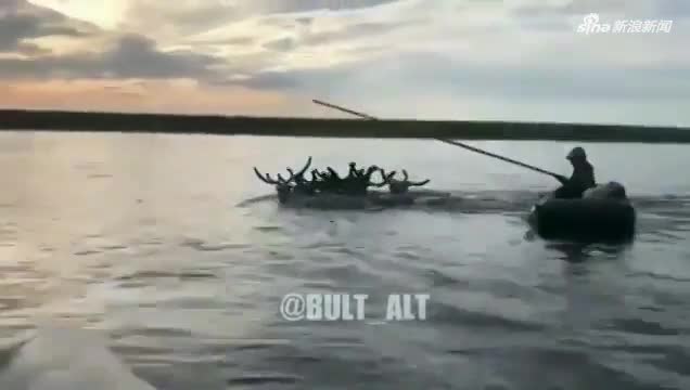 视频-“鹿牌两栖越野车”:男子用鹿拉车渡河