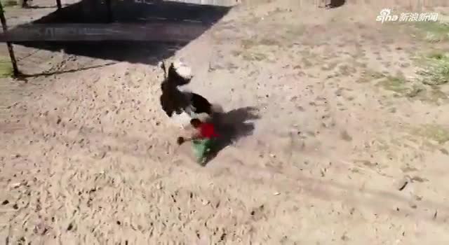视频：饲养员被当成敌人 遭鸵鸟一通乱踢