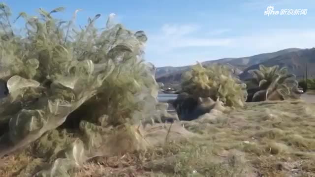视频-希腊湖边现巨型蜘蛛网:几乎一夜编织完成