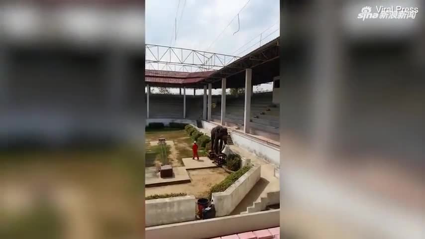 视频：泰国瘦骨嶙峋大象表演 游客心碎控诉