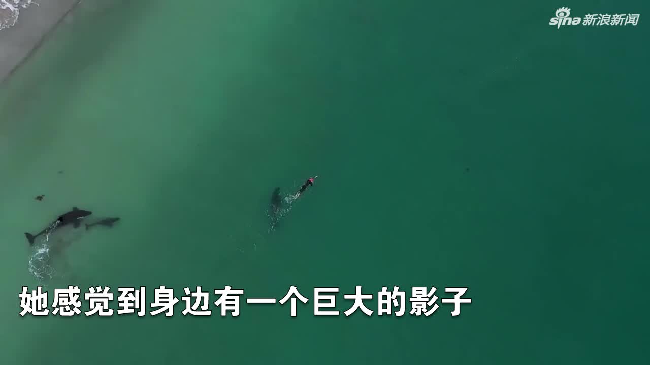 视频:画面唯美！女子海中游泳 偶遇三头虎鲸同游