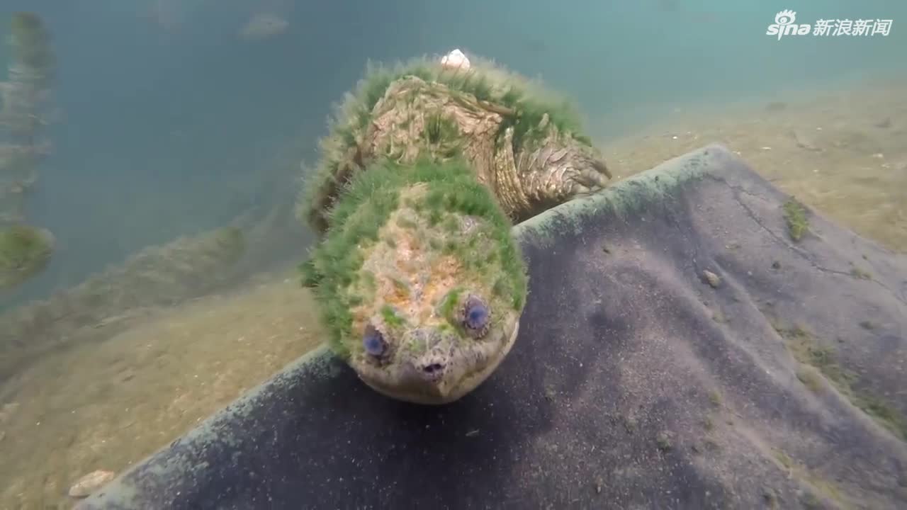 视频|大龄拟鳄龟水中“自拍”：背上长了一片“草原