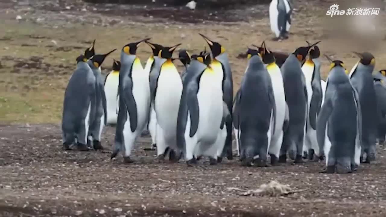 视频-帝企鹅吸引异性注意的独特方式：互扇 互戳