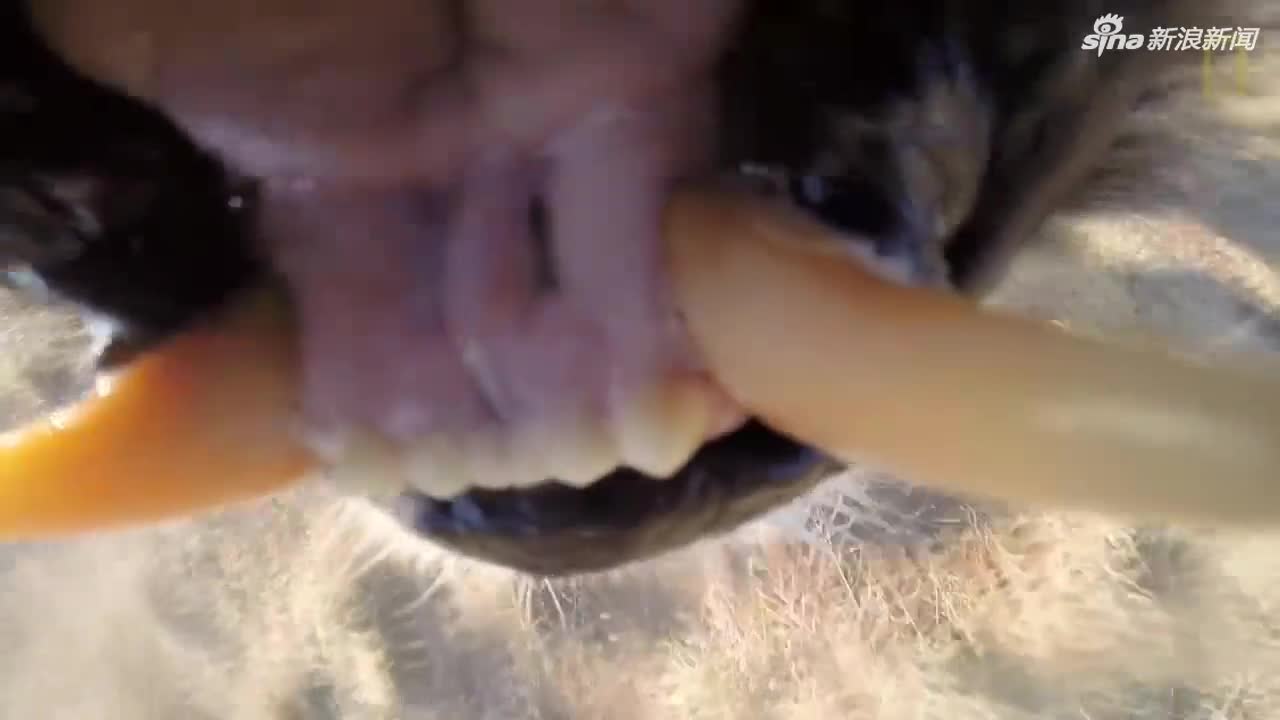 视频-第一视角展示：被狮子含在嘴里是什么感觉