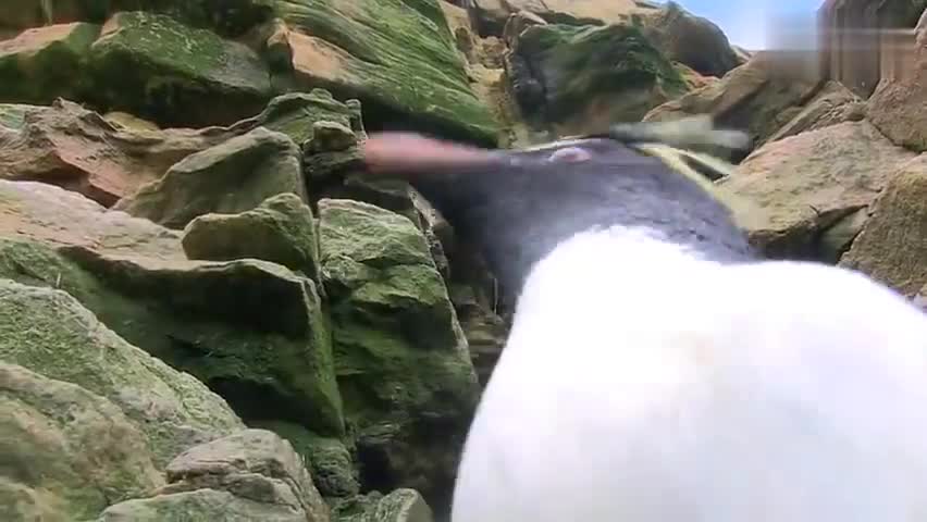 视频：心疼又好笑！蜜汁可爱的企鹅摔倒合集