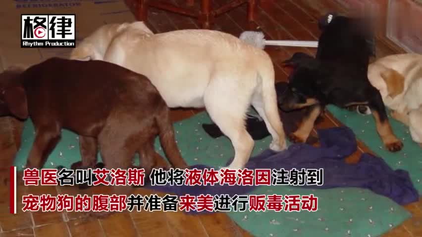 视频：丧心病狂！兽医用宠物狗身体贩毒获刑6年