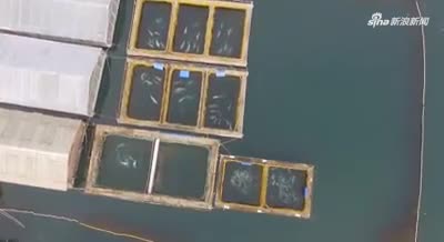 视频-俄罗斯“鲸鱼监狱”：上百条鲸鱼被关在超小池