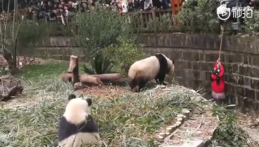视频-女童掉进大熊猫活动场 多只熊猫靠近围观