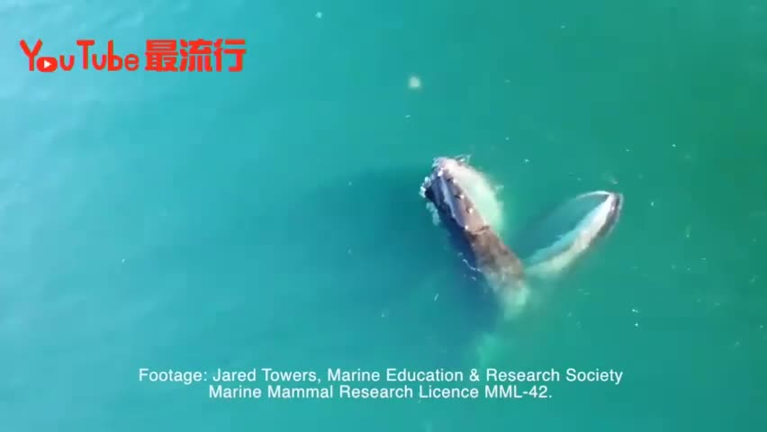 视频-加拿大一座头鲸水面大张嘴 装成水池来捕食