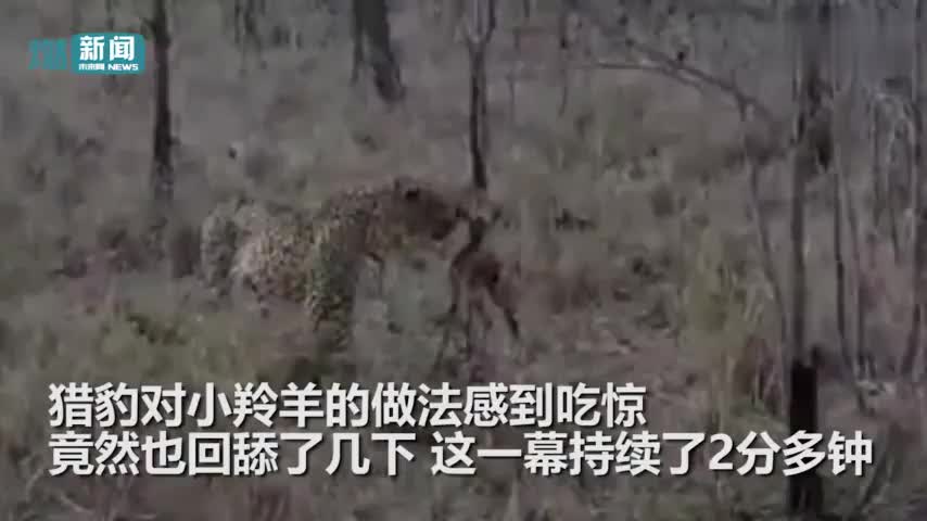 视频-误将猎豹当妈妈 小羚羊舔2分钟回神逃跑命丧