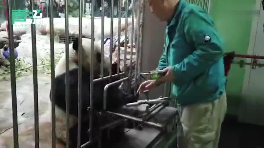 视频-北京动物园大熊猫破五吃饺子 半斤不够还哼哼