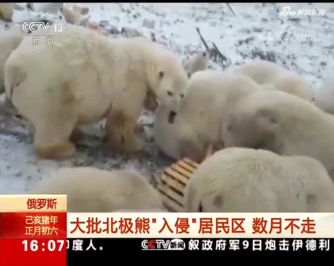 视频-50多头北极熊“探视”俄居民区 当地进入紧