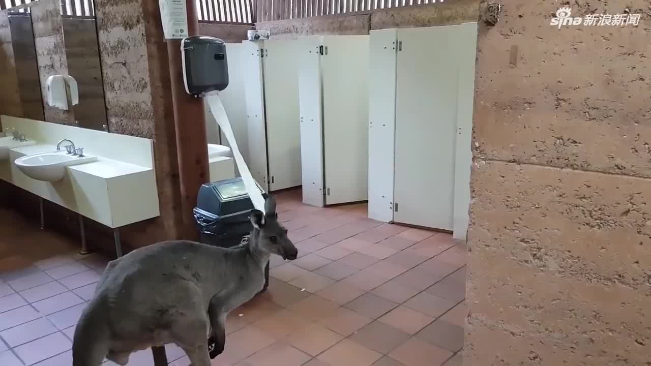 视频-澳大利亚袋鼠公厕内吃厕纸 网友: 味道好吗