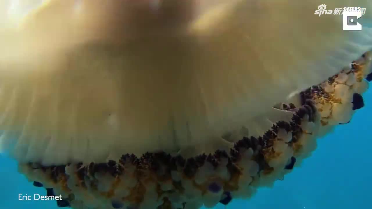视频：搭便车？海底神奇一幕：小鱼钻水母腹中