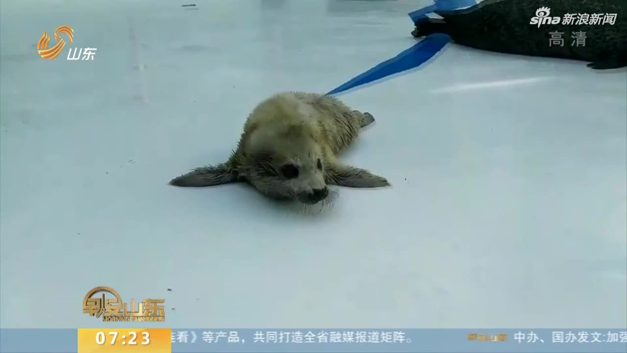 视频-罕见！摄像头记录斑海豹产子全过程