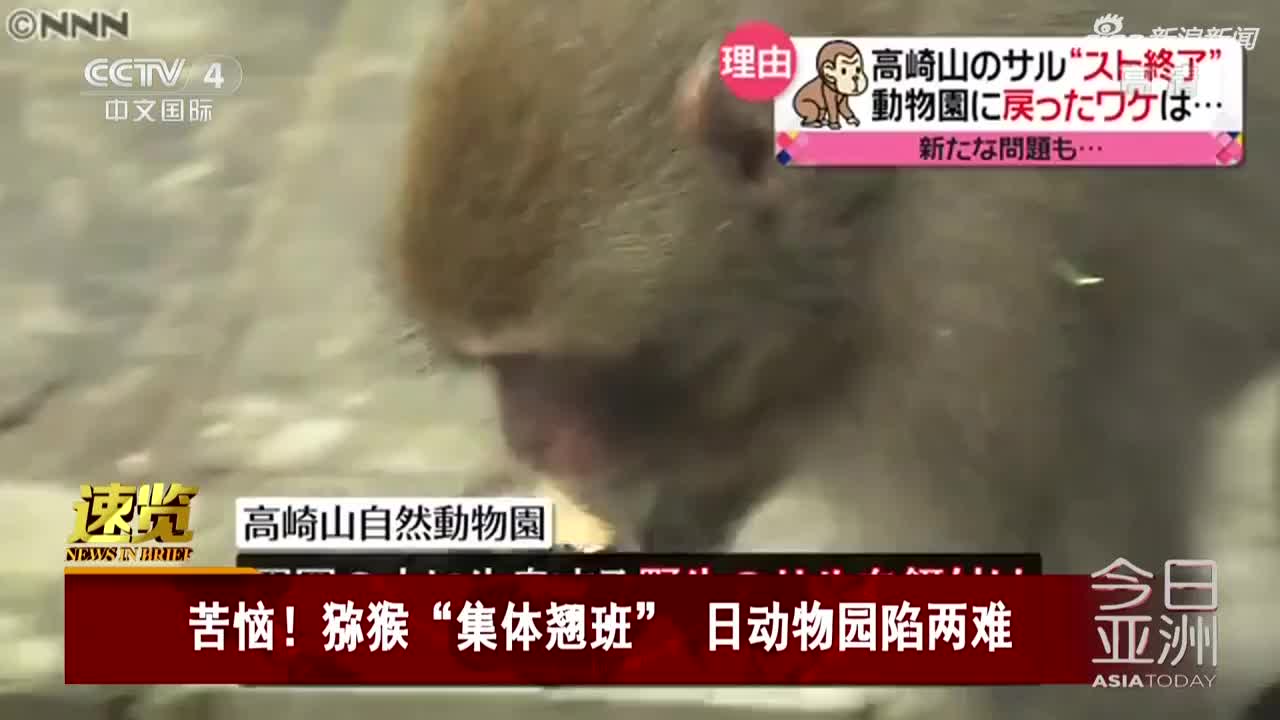 视频|食物投放变少引发不满 日动物园的猕猴“集体