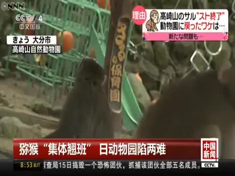 视频：猕猴“集体翘班” 日动物园陷两难