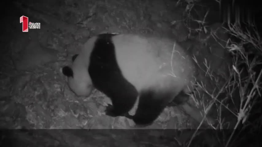 视频：罕见！两个国宝“同框” 大熊猫和川金丝猴同