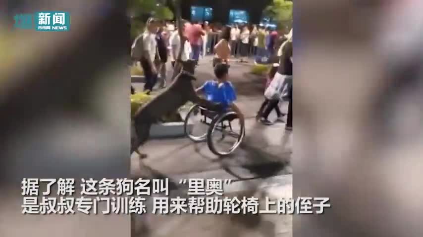 视频-小狗“直立”推轮椅 手法熟练看呆围观群众
