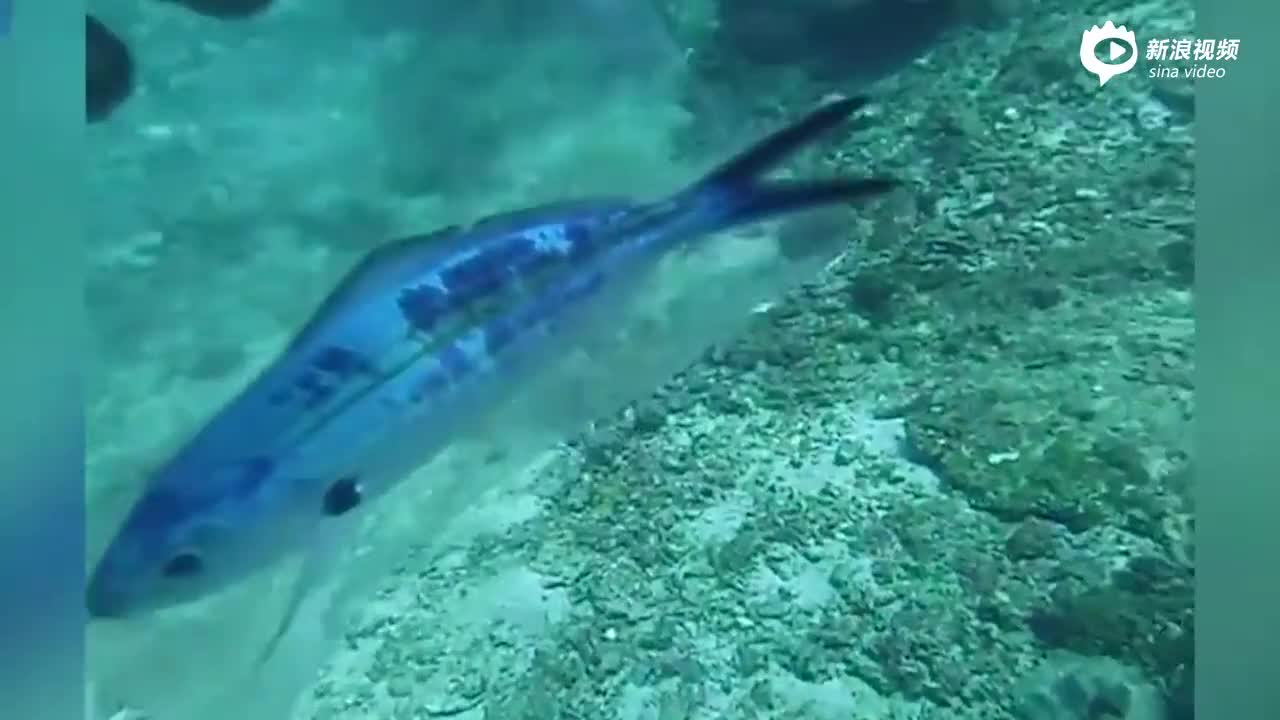视频：普吉岛海底小鱼被透明塑料袋困住 苦苦挣扎终